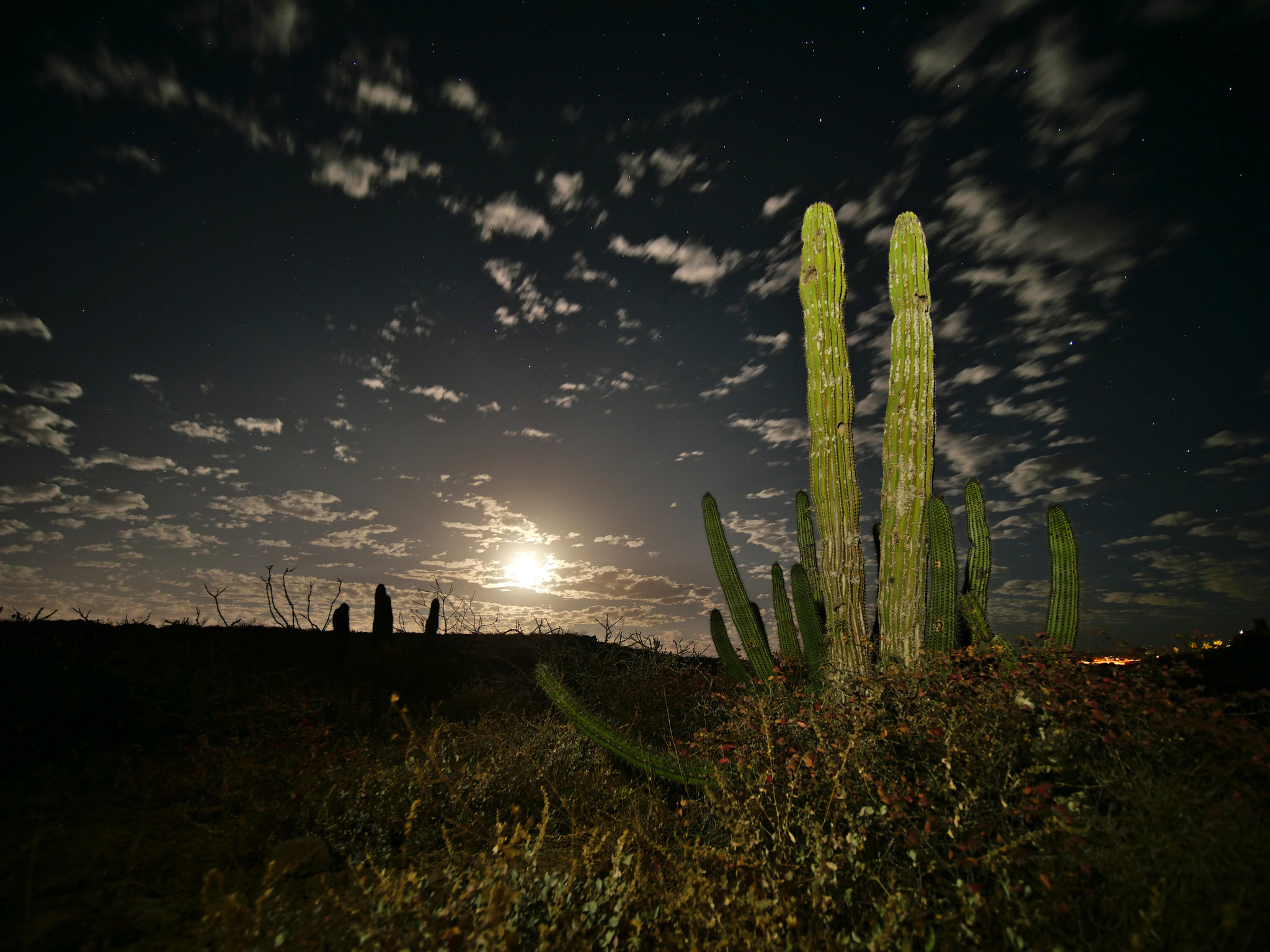 Pachycereus pringleii